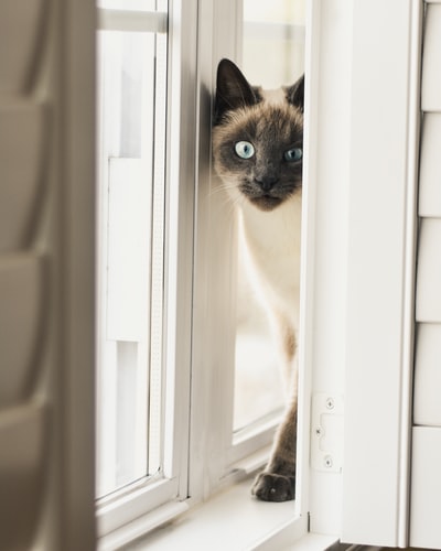 窗台上的暹罗猫